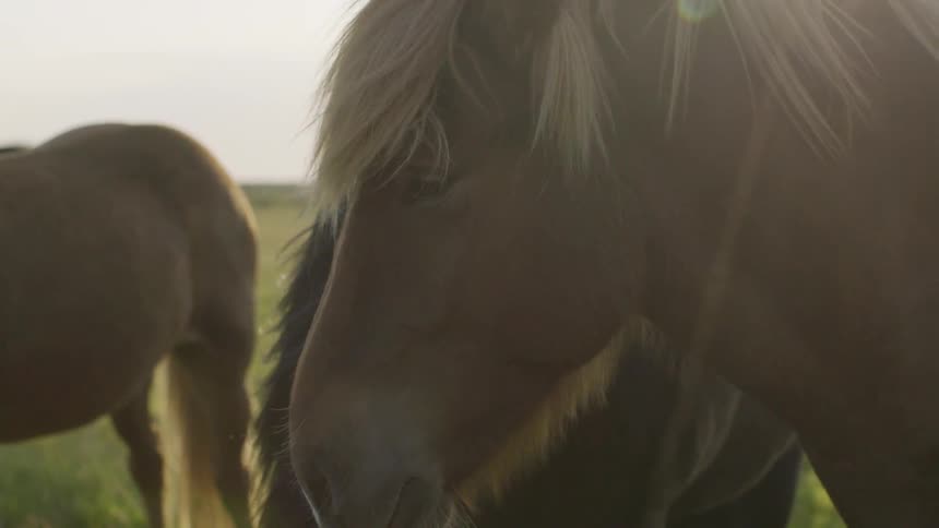 Horses are shown at a farm