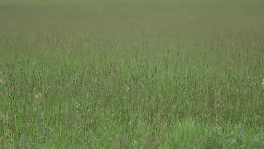 Grasslands blowing in the wind