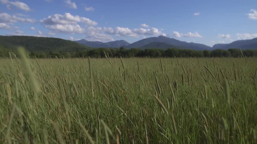 Grass is growing in a field