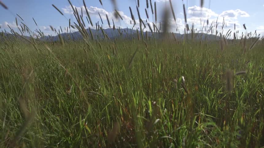 A field of tall grass with mountains and clouds in the background