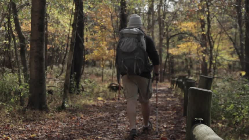 A hiker walking in the woods