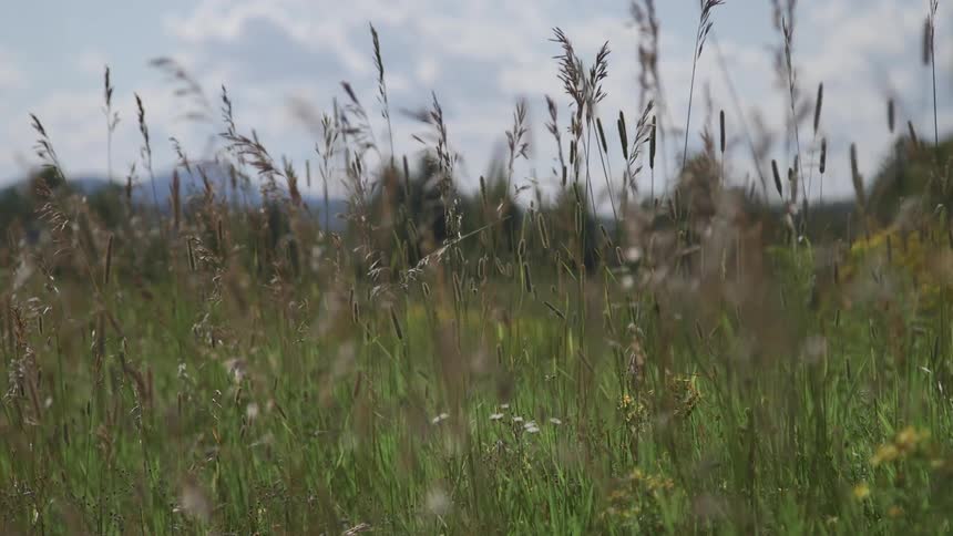 Tall grass and flowers in a field blow in the breeze