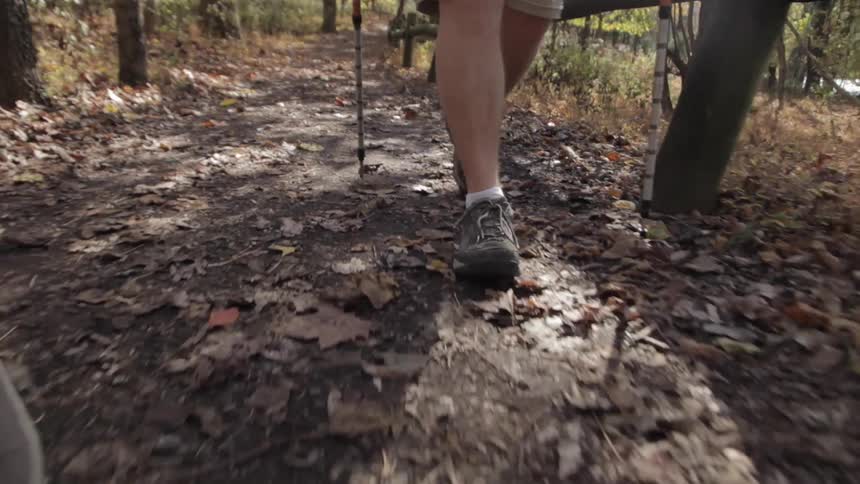A hiker walking in the woods