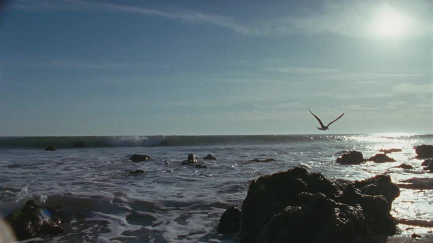 A seagull flying over a rocky beach