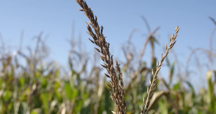 A stalk of wheat in a cornfield