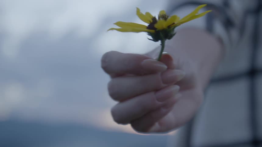 A woman hand holding a sun flower petals