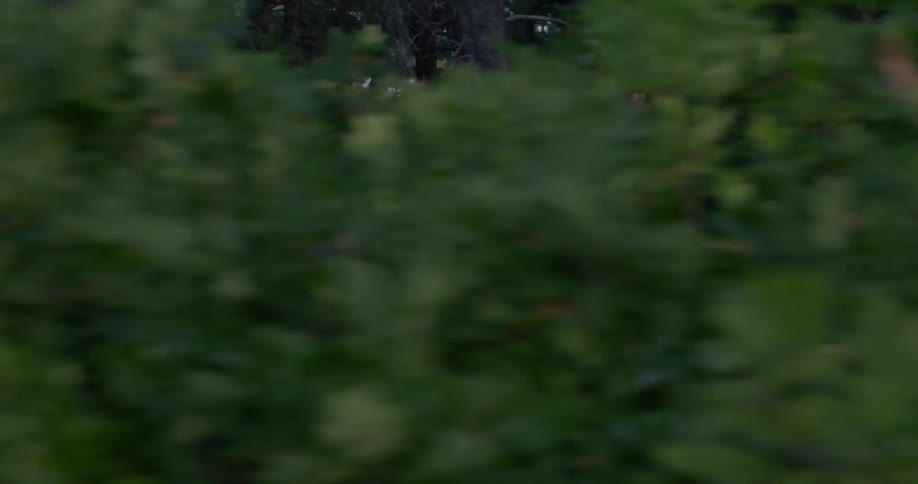 A boy in sweatpants runs through the woods