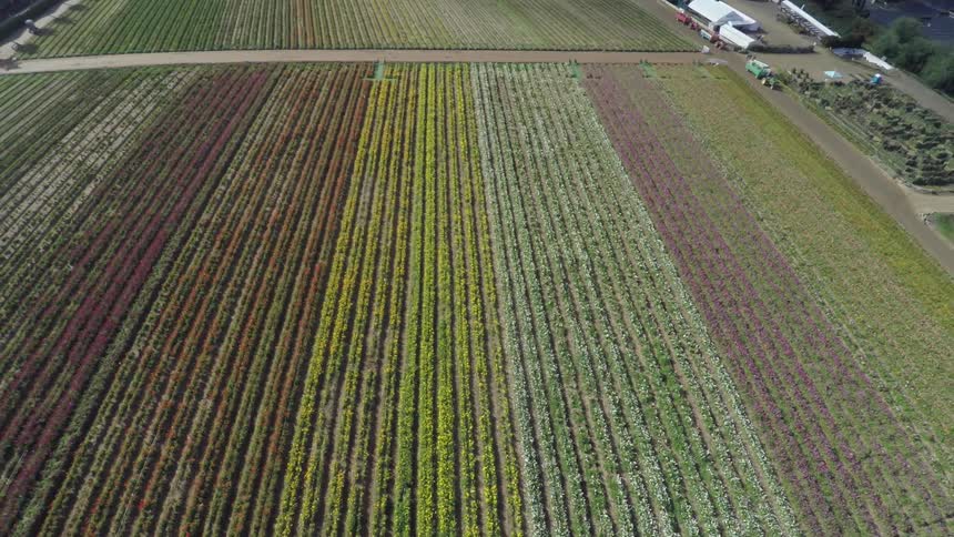 Varying colors of crop rows on a farm