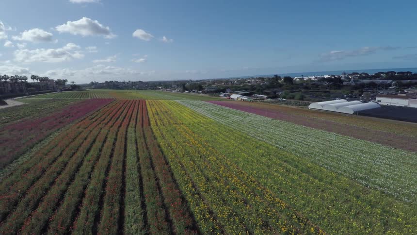 A field of tulips