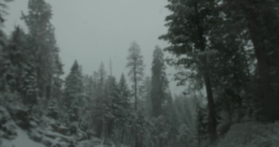 Snow coats trees in a forest as flakes fall from the sky