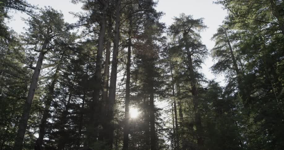 A forest silently moves past until the sun peeks through the trees shining brilliantly