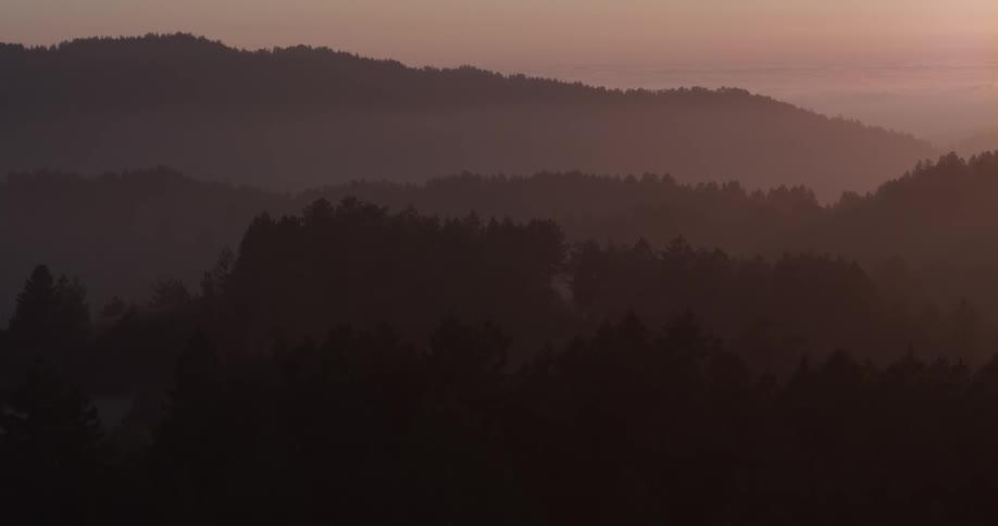 Forest Scenics