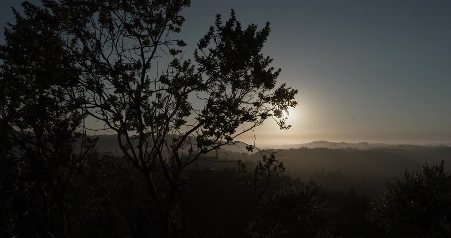 The sunset shines behind a tree