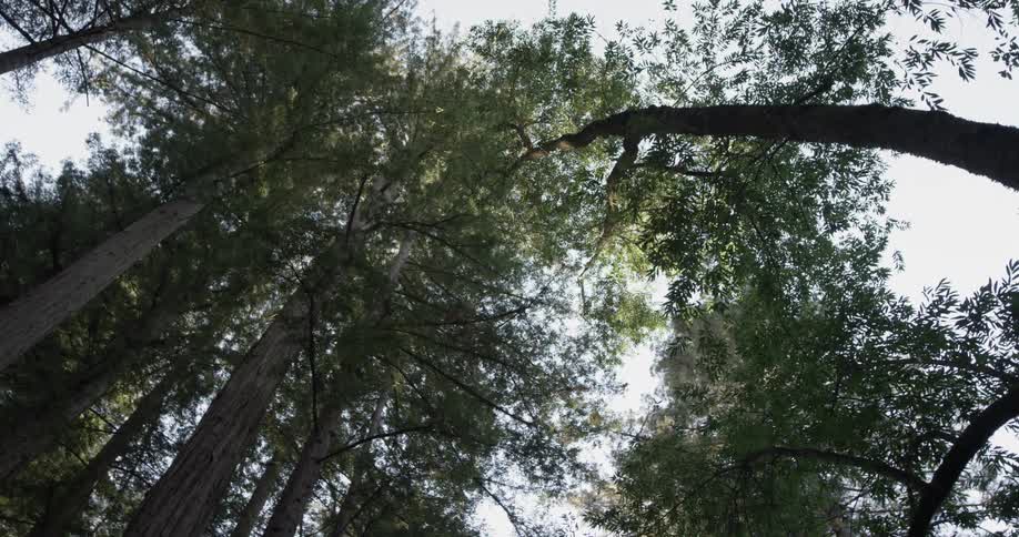 Trees rise to the sky in a forest