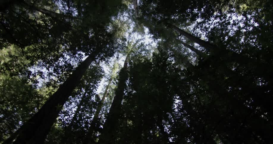 The sun is shining above the trees