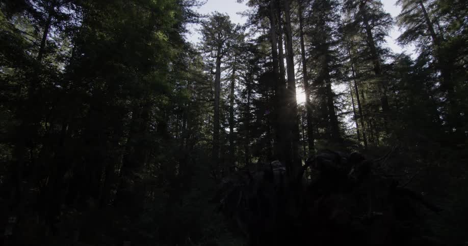 A forest sits under a clear blue sky