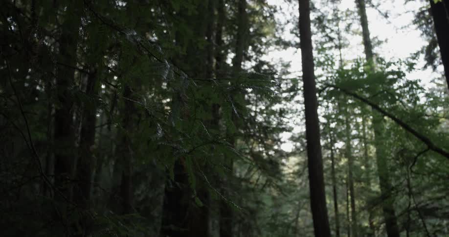 Trees block the sunlight of an otherwise mostly sunny day as the camera records them in the shade