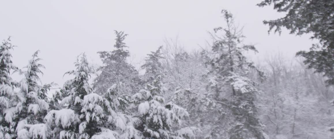 Snow covered trees are shown
