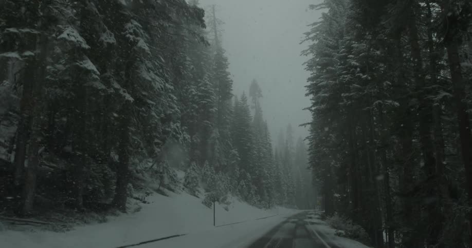 Heavy snowfall on a road carved out of tall snow covered pine tree forest