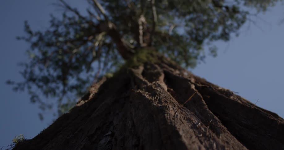 We see close up fine details of the bark of a tall tree and the tree canopy with blue skies above