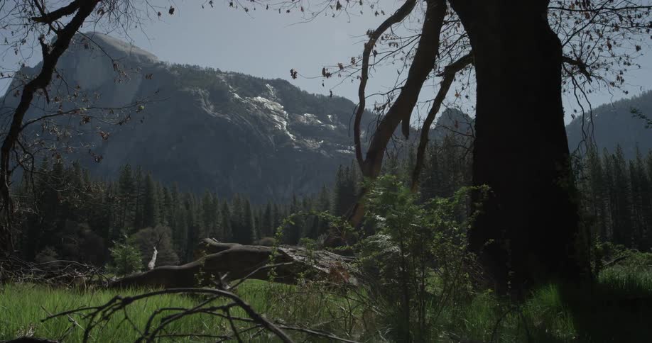 Mountains and tree lined forest