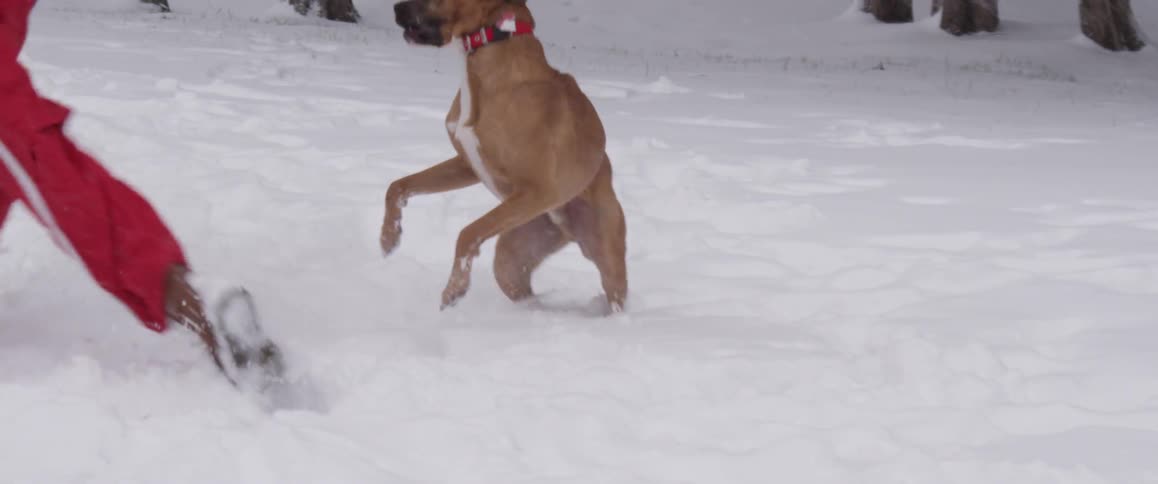 A man running and playing with his dog in the snow as more snow falls