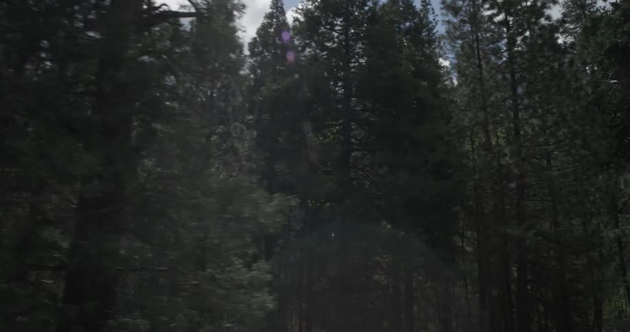 Going through tall trees in the forest on a cloudy day