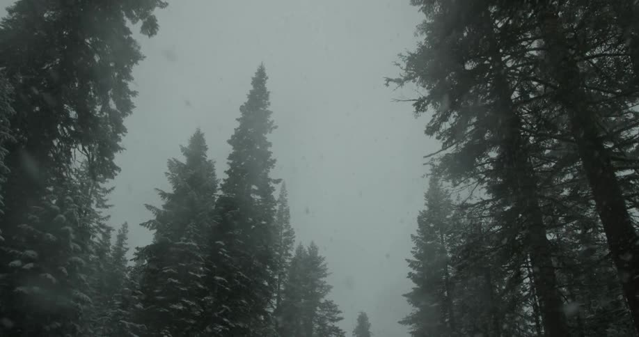 Heavy snowfall on a cloudy day in the middle of winter with very tall pine trees lining the road