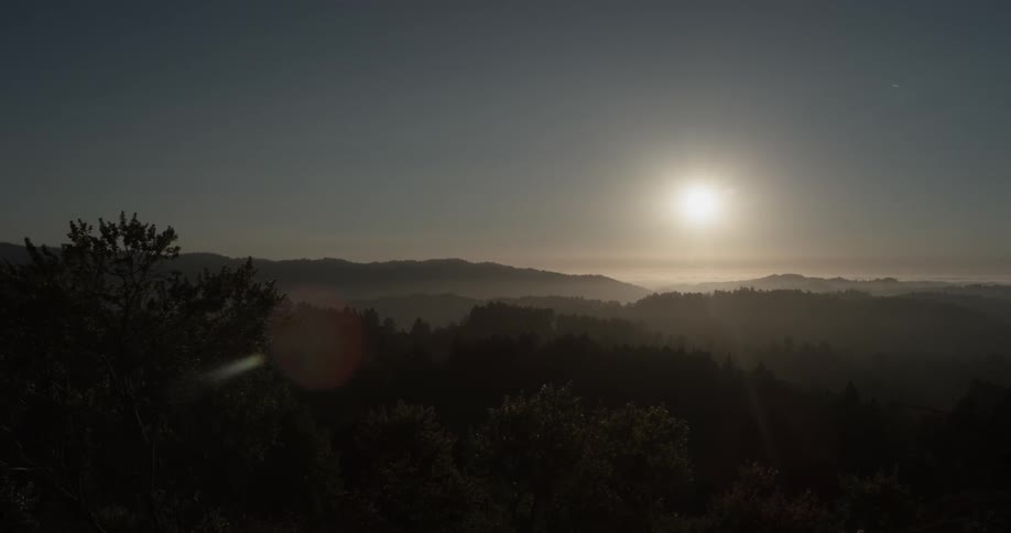 Forest Scenics