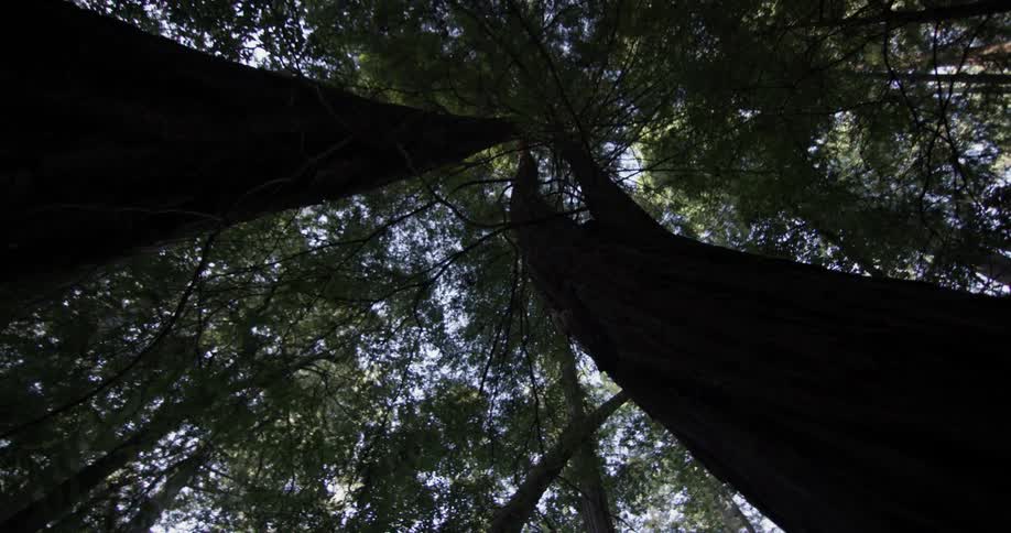 Look up at at the trees canopy in the forest on a sunny blue sky day