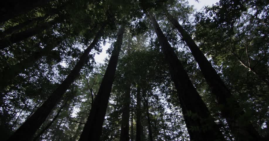 Rotating view of the forest canopy with sunlight blue skies above