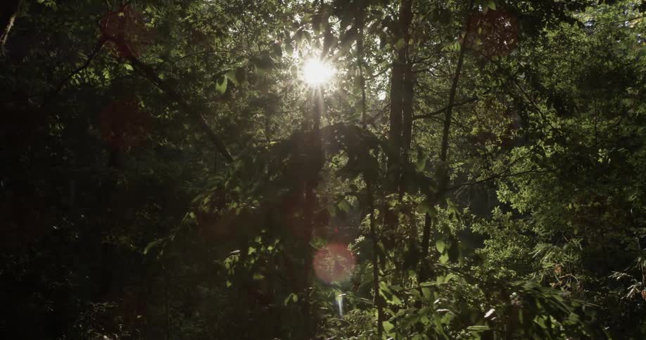 Camera view of the sun through the trees