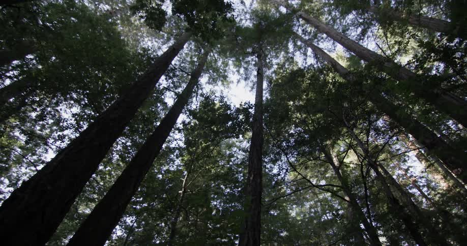 Forest Scenics