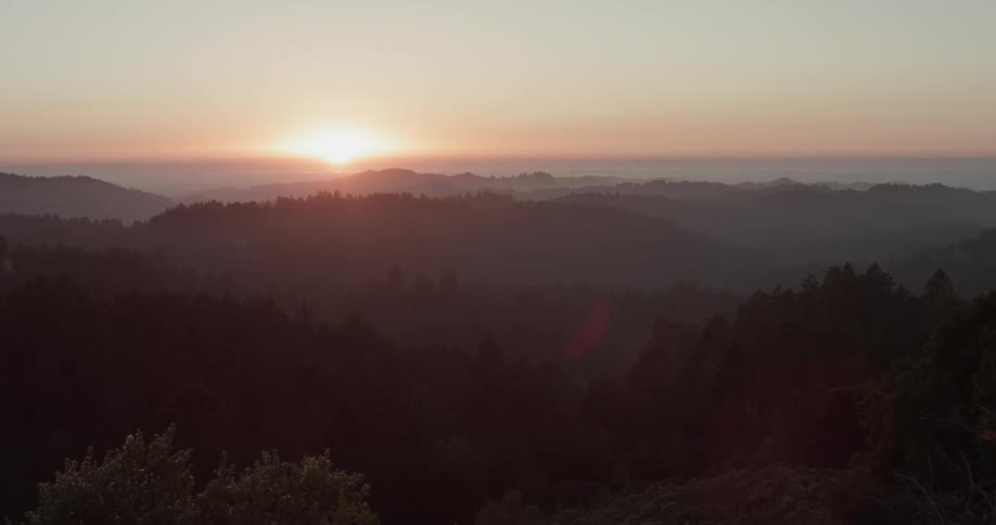 Forest Scenics