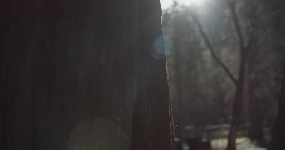 The sun is shining on the bark of a tree creating lens flares in the camera