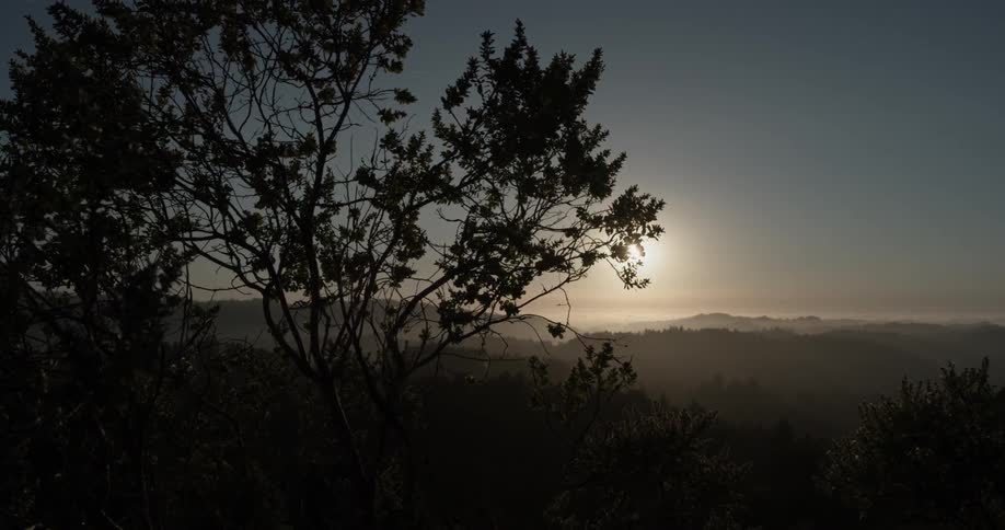 Windy forest during sunrise