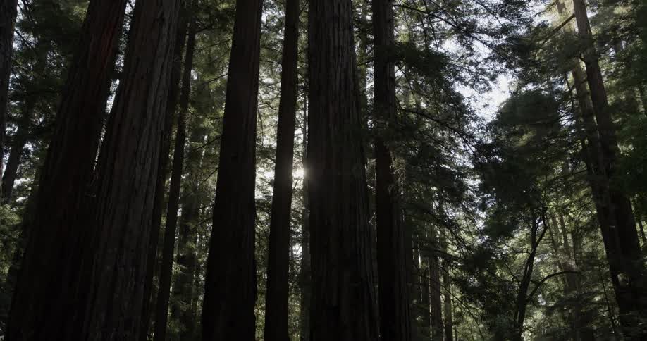 Sun shining through tall trees in the forest
