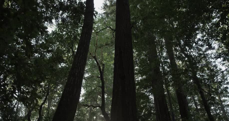Forest Scenics