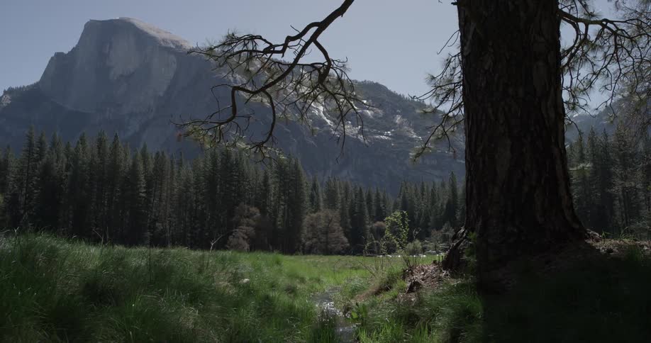 A stream flows through a field with a large tree and hundreds of trees in the background in front of a mountain