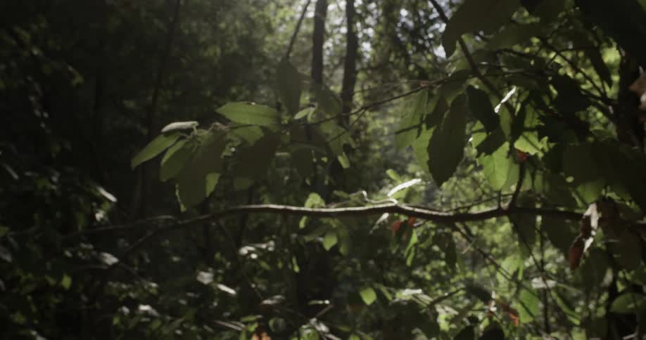 Slow motion of leaves in a forest