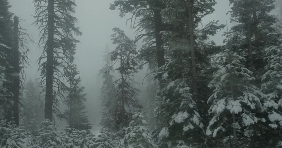 Yosemite Scenics