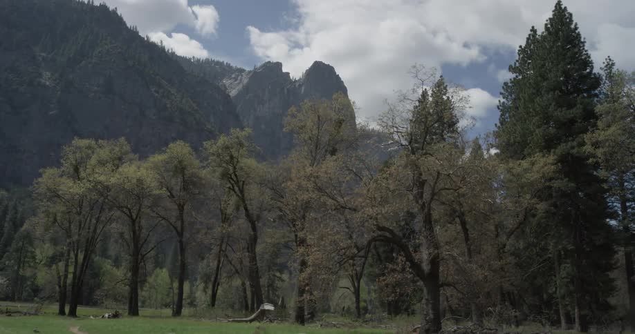 Trees stand before a large mountain