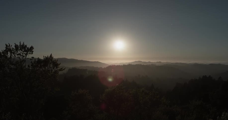 Forest Scenics