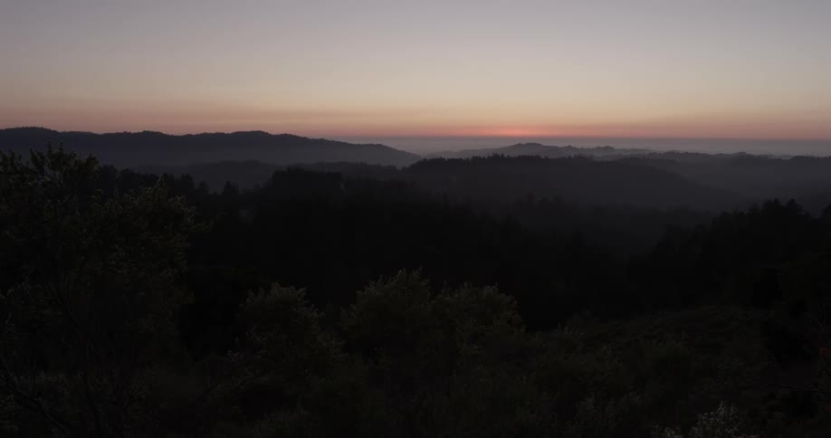 A forest with no movement viewed from above