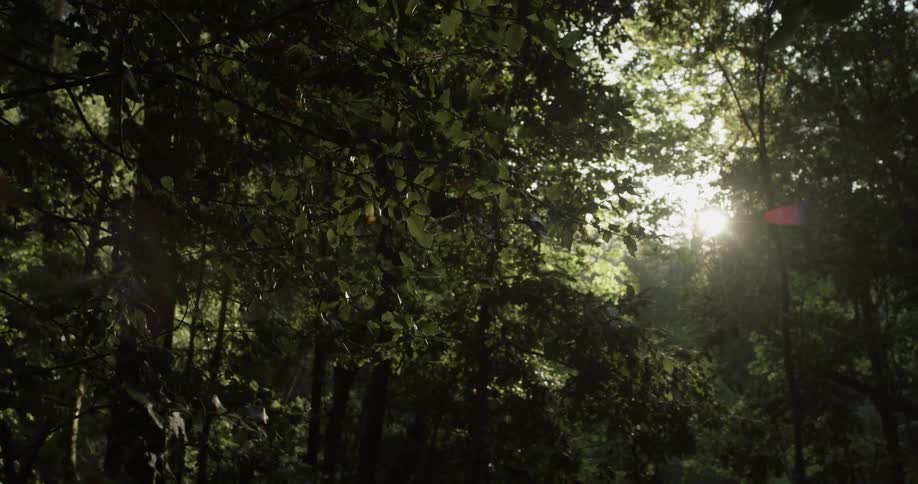 Green forest with sun breaking through the leaves