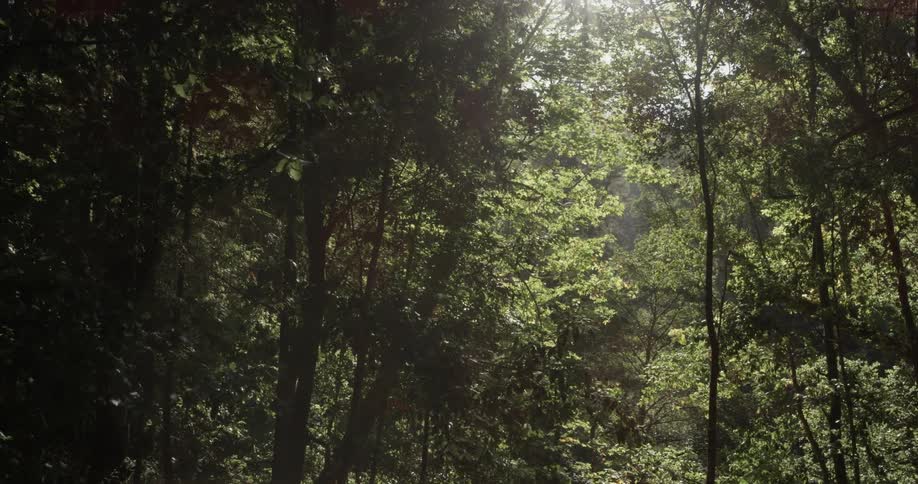 Sunlight pours through the trees in a forest on a sunny day