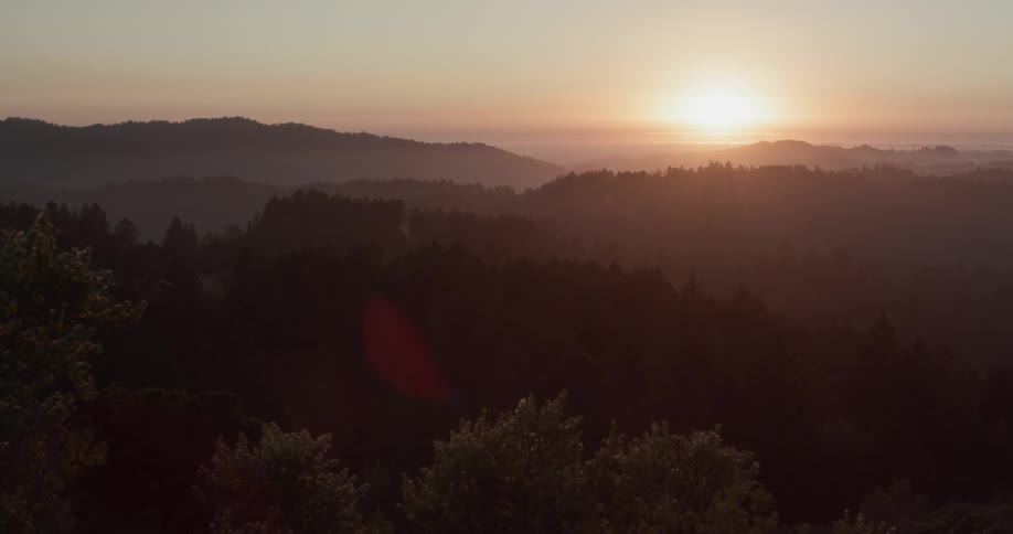 Forest Scenics