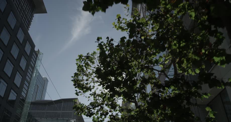 Sun filters through the trees in the city