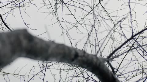 A tree devoid of leaves