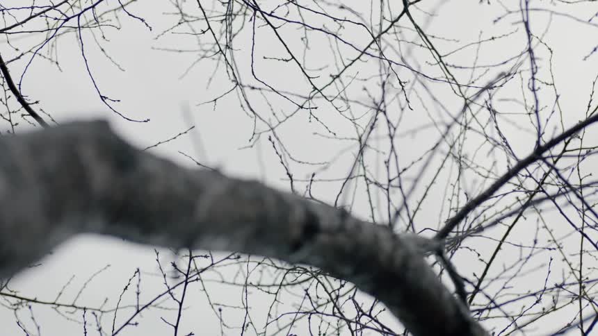 A tree devoid of leaves